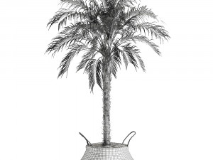 decorative phoenix roebelenii palm in a basket 618 Modèle 3D