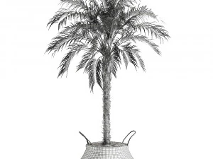 decorative phoenix roebelenii palm in a basket 618 3D Model