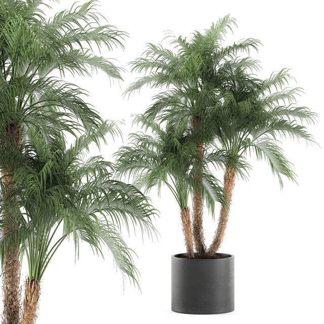decorative phoenix roebelenii palm in a black flowerpot 620 3D Model .c4d .max .obj .3ds .fbx .stl .blend 