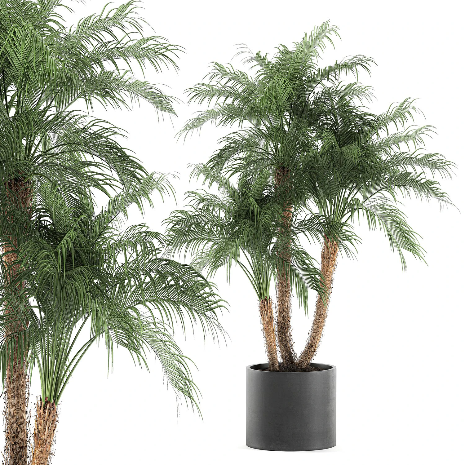 decorative phoenix roebelenii palm in a black flowerpot 620 3D Model .c4d .max .obj .3ds .fbx .stl .blend 