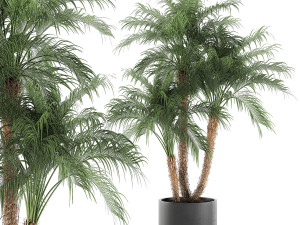 decorative phoenix roebelenii palm in a black flowerpot 620 3D Model