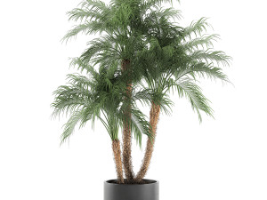 decorative phoenix roebelenii palm in a black flowerpot 620 3D Model