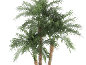 decorative phoenix roebelenii palm in a black flowerpot 620 3D Model