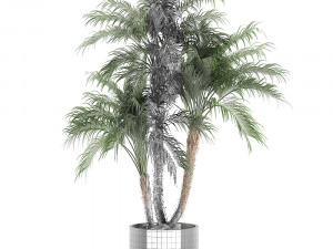 decorative phoenix roebelenii palm in a black flowerpot 620 3D Model