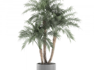 decorative phoenix roebelenii palm in a black flowerpot 620 3D Model