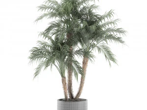 decorative phoenix roebelenii palm in a black flowerpot 620 3D Model