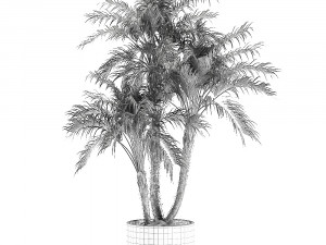 decorative phoenix roebelenii palm in a black flowerpot 620 3D Model