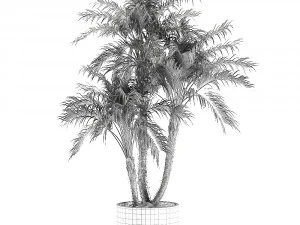 decorative phoenix roebelenii palm in a black flowerpot 620 3D Model