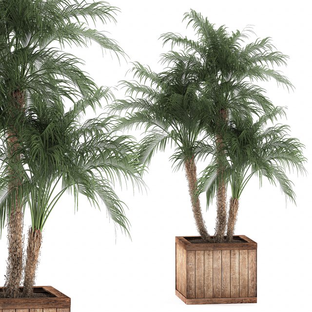 decorative phoenix roebelenii palm in a street flowerpot 621 Modello 3D .c4d .max .obj .3ds .fbx .stl .blend 