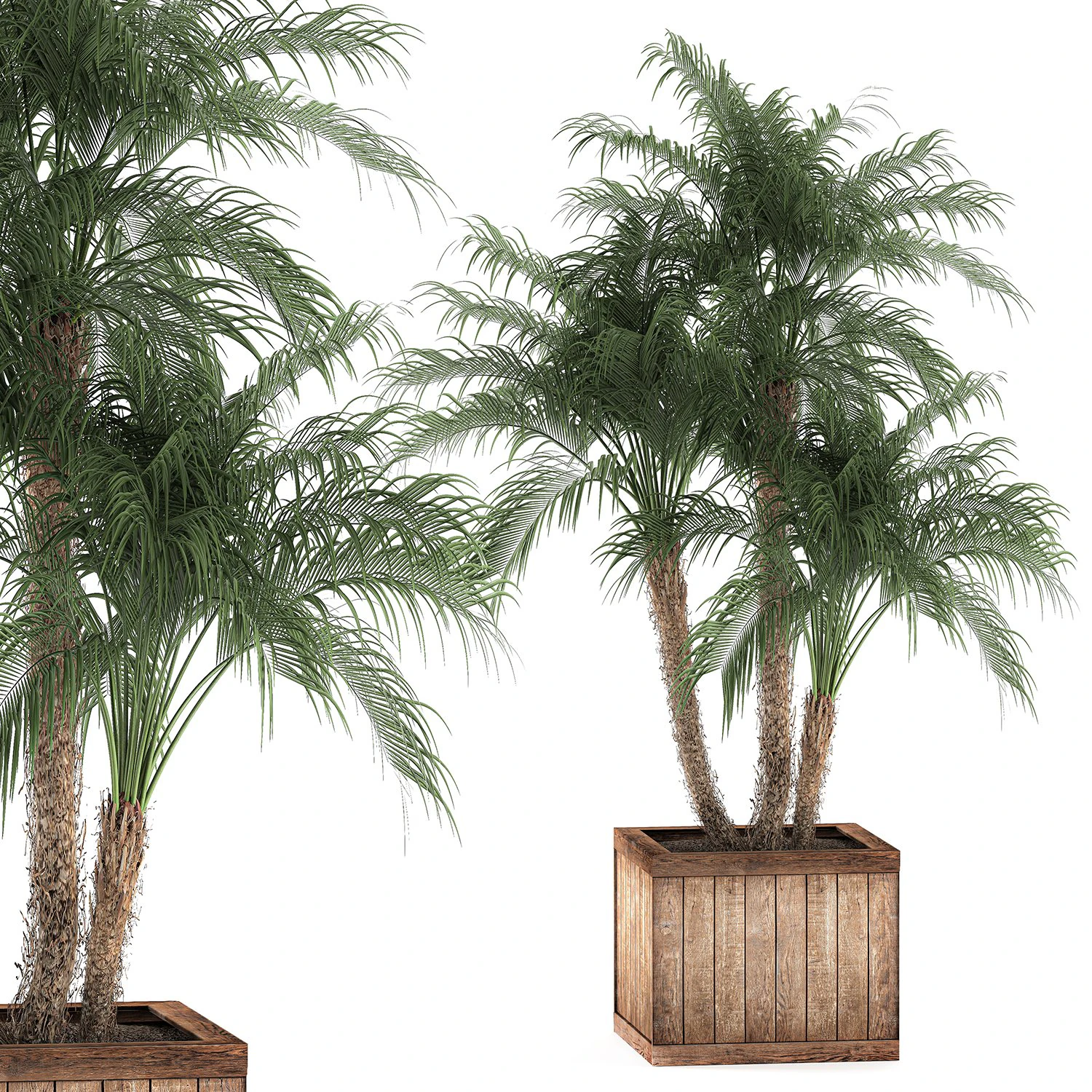 decorative phoenix roebelenii palm in a street flowerpot 621 3D Model .c4d .max .obj .3ds .fbx .stl .blend 