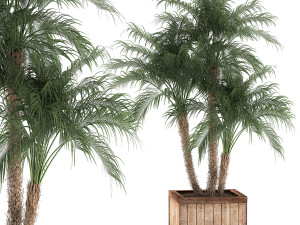 decorative phoenix roebelenii palm in a street flowerpot 621 3D Model