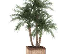 decorative phoenix roebelenii palm in a street flowerpot 621 Modello 3D