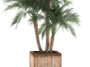 decorative phoenix roebelenii palm in a street flowerpot 621 Modello 3D
