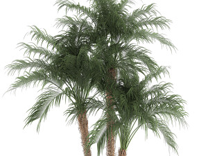 decorative phoenix roebelenii palm in a street flowerpot 621 Modello 3D