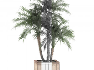 decorative phoenix roebelenii palm in a street flowerpot 621 Modello 3D