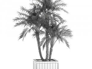 decorative phoenix roebelenii palm in a street flowerpot 621 Modello 3D