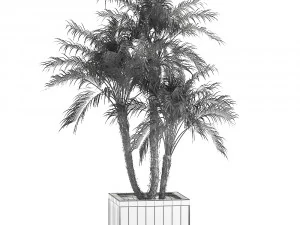 decorative phoenix roebelenii palm in a street flowerpot 621 3D Model