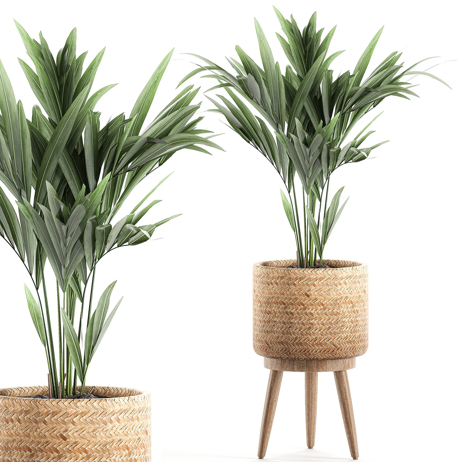 decorative palm in a in a basket 622 3D Model .c4d .max .obj .3ds .fbx .stl .blend 