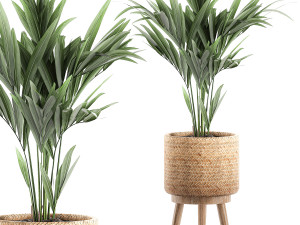 decorative palm in a in a basket 622 3D Model