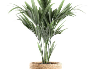 decorative palm in a in a basket 622 3D Model