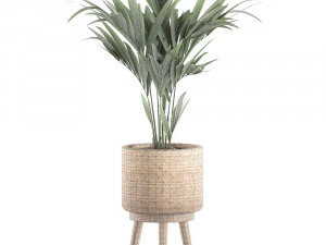 decorative palm in a in a basket 622 3D Model