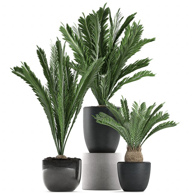 decorative cycas palm in a black flowerpot 623 3D Model .c4d .max .obj .3ds .fbx .stl .blend 