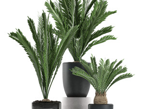 decorative cycas palm in a black flowerpot 623 3D Model