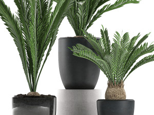 decorative cycas palm in a black flowerpot 623 3D Model