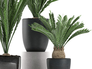 decorative cycas palm in a black flowerpot 623 3D Model