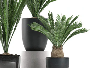 decorative cycas palm in a black flowerpot 623 3D Model