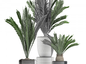 decorative cycas palm in a black flowerpot 623 3D Model