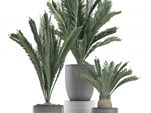 decorative cycas palm in a black flowerpot 623 3D Model