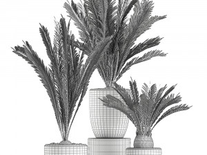 decorative cycas palm in a black flowerpot 623 3D Model