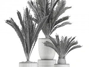 decorative cycas palm in a black flowerpot 623 3D Model