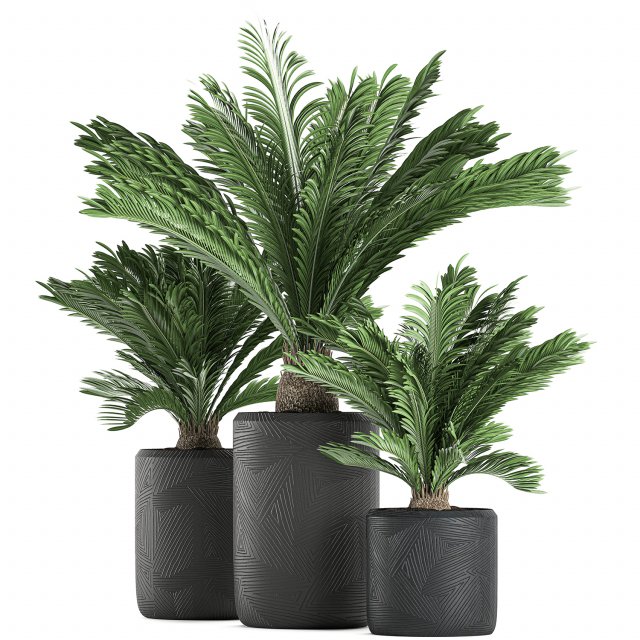 decorative cycas palm in a black flowerpot 624 Modelo 3D .c4d .max .obj .3ds .fbx .stl .blend 