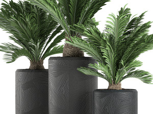 decorative cycas palm in a black flowerpot 624 Modelo 3D