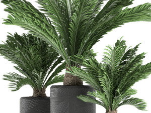 decorative cycas palm in a black flowerpot 624 Modelo 3D