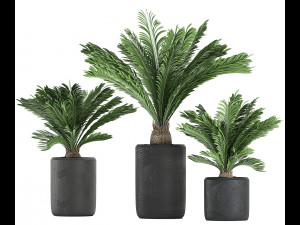 decorative cycas palm in a black flowerpot 624 Modelo 3D