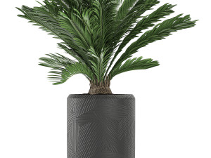 decorative cycas palm in a black flowerpot 624 Modelo 3D