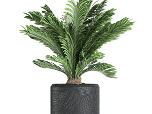 decorative cycas palm in a black flowerpot 624 Modelo 3D
