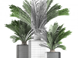 decorative cycas palm in a black flowerpot 624 Modelo 3D