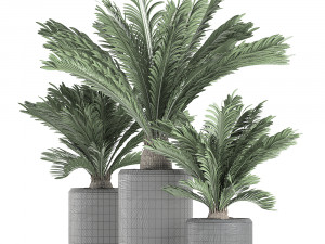 decorative cycas palm in a black flowerpot 624 Modelo 3D