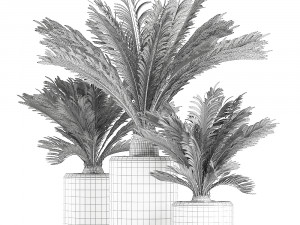 decorative cycas palm in a black flowerpot 624 Modelo 3D