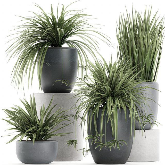 decorative cycas palm in a black flowerpot 625 3D Model .c4d .max .obj .3ds .fbx .stl .blend 