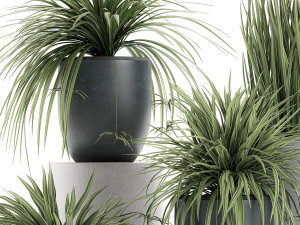 decorative cycas palm in a black flowerpot 625 3D Model