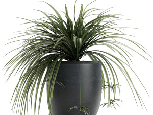 decorative cycas palm in a black flowerpot 625 3D Model