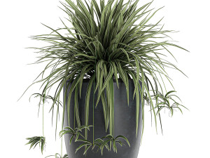 decorative cycas palm in a black flowerpot 625 3D Model