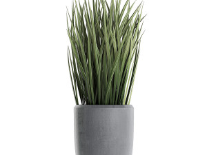 decorative cycas palm in a black flowerpot 625 3D Model