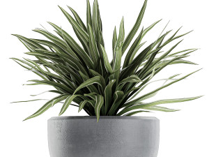 decorative cycas palm in a black flowerpot 625 3D Model
