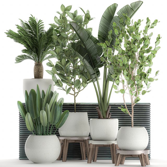 decorative plants for the interior in white flowerpots 626 3Dモデル .c4d .max .obj .3ds .fbx .stl .blend 